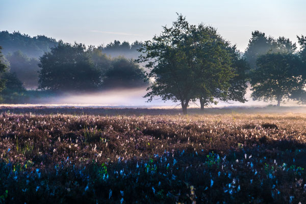 Morgennebel über dem Heidekraut