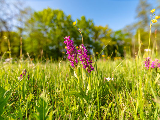 Blühende Orchideen bei Geinsheim