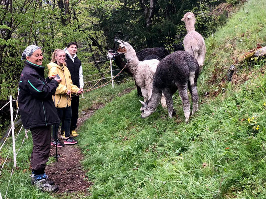 aus Alpaka-Lama-Trekking Tour