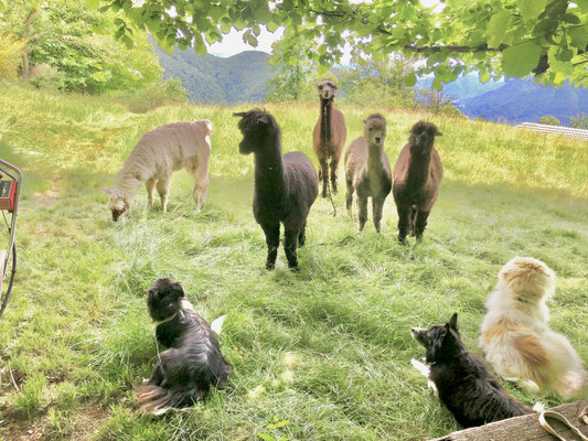 mit den Alpakas im Freien am weiden, die Hirtehunde passen auf sie auf...