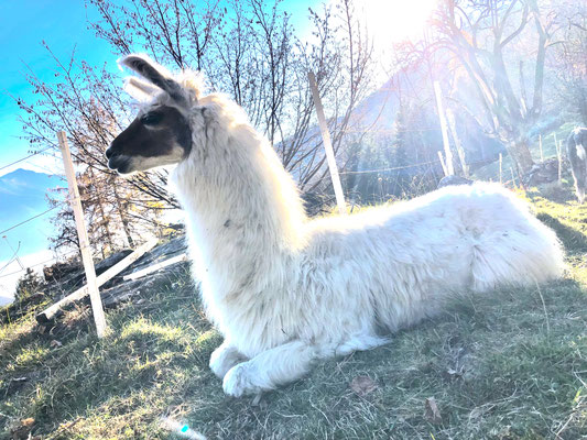 Cigno, unser Lama das beim Tragen und Herdenschutz mithilft 