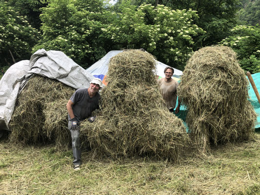 10 Tage brauchten wir, bis das Heu endlich trocken im Heustock war....