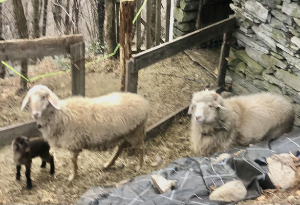 Familie Steinschaf
