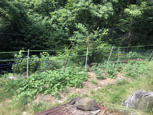 der Garten gedeiht langsam..