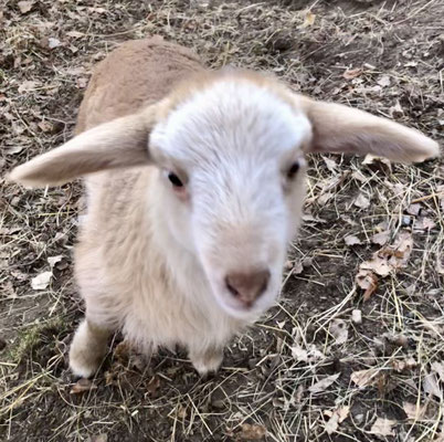 Kyra das Lamm von Argenta wird ein wichtiger Bestandteil unsere Herde Alpine Steinschafe als Mutterschaf