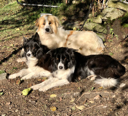 Das Hirte-Team, Billy, Sheriff und Bambi