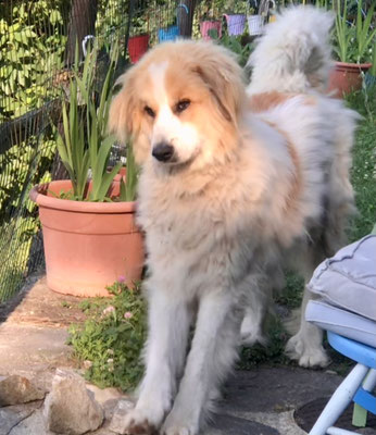 der süsseste Herdenschutzhund aller Zeiten "Bambi"