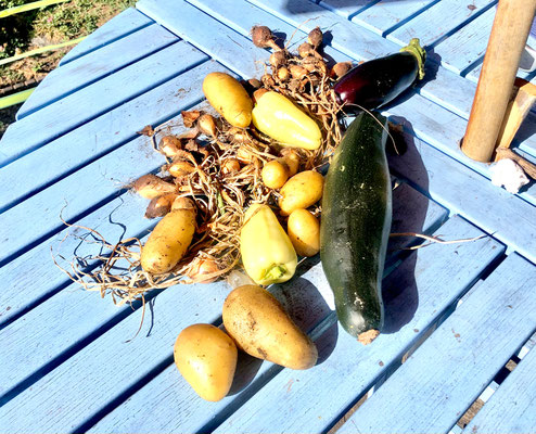 erste Ernte...