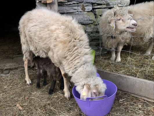 Stamm, Pippi und ihr Lamm; eine von wenigen Alpinen Steinschafe die es noch gibt...