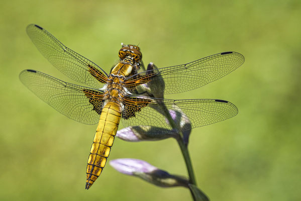Plattbauchweibchen