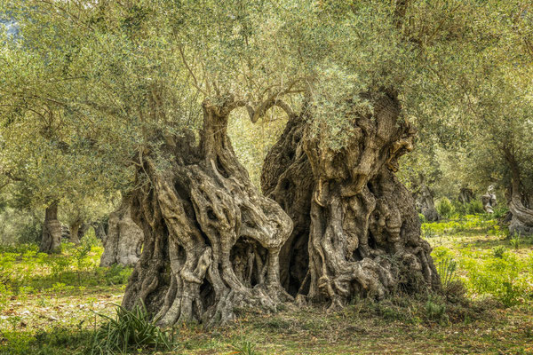 Langandauernde Liebe