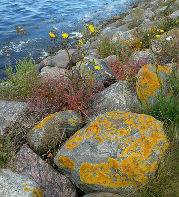 Moosbedeckte Steine Fehmarn