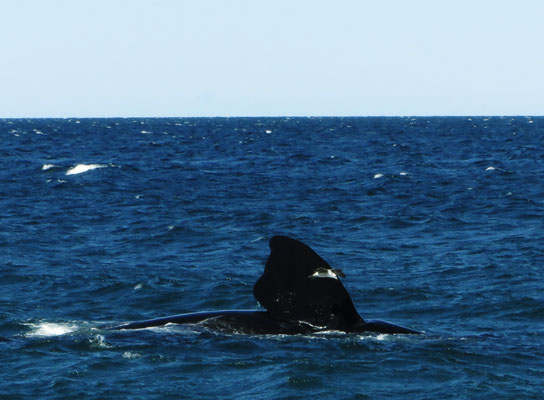 Immer wieder toll, wenn ein Wal aus dem Wasser kommt, springt, oder laute Toene von sich gibt.