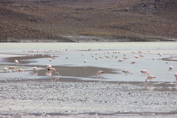 Flamingos an der Laguna Hedionda.