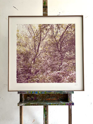 "Aubergine and Yellow". 60 x 60 cm / 75,5x 75,5 cm framed. Color pencils on paper glued to aluminium dibond. Sold, private collection.