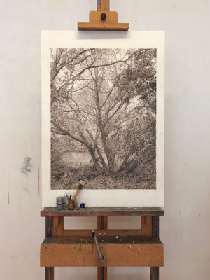 "Sepia". Colour pencils on paper glued to aluminium dibond. 80 x 60 cm. Sold. Private collection.