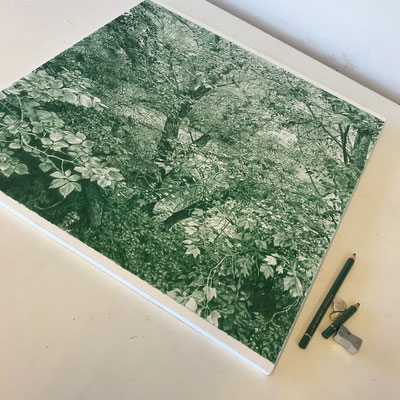 Juniper Green. Colour pencil on paper glued to aluminium dibond.  44 x 44 cm. Private collection.