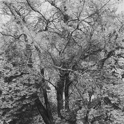 Lápiz#6. Black pencil on paper. 80 x 80 cm. Sold. Private collection.