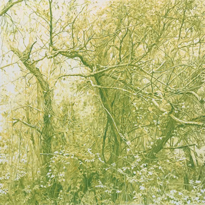 "Verde Mayo" 50 x 50 cm. Colored pencils on paper glued to aluminium dibond. Sold. Private collection.