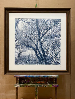 “Mi árbol favorito en Azul índigo”. 60 x 60 cm./ 86 x 86 cm. framed. Colored pencil on paper glued to aluminium dibond. Private collection. Sold.