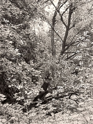 "Lápiz#12". 50 x 37,5 cm. / 65 x 52,5 cm. framed. Black pencil on paper glued to aluminium dibond. Sold, private collection.