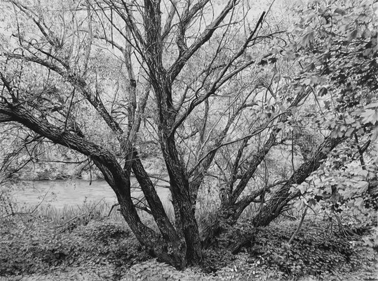 Lápiz#3. Black pencil on paper glued to aluminium dibond. 124 x 93 cm. Sold. Private collection.