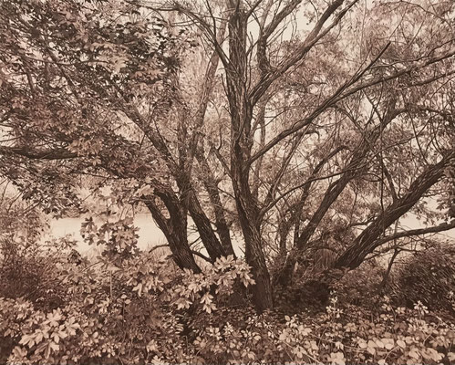 "Mi árbol favorito en Sepia". 132 x 107 cm./ 165 x 140 cm. framed. Colored pencils on paper glued to aluminium dibond. Sold. Prívate colllection.