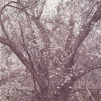 "Aubergine" 50 x 50 cm. Colored pencils on paper glued to aluminium dibond. Sold. Private collection.