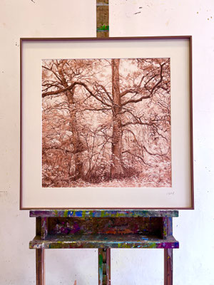 "Salmon and Brown". 50 x 50 cm. / 65,7 x 65,7 cm framed. Color pencils on paper glued to aluminium dibond. Sold, private collection.