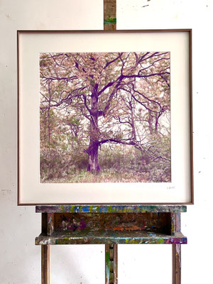 "Purple, Salmon, Green". 50 x 50 cm / 65,7 x 65,7 cm framed. Color pencils on paper glued to aluminium dibond.