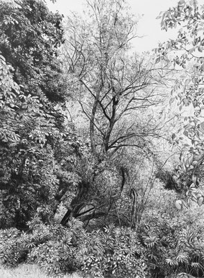 Black Pencil on paper. 41 x 31 cm. Sold. Private collection.