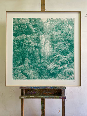 "Hooker’s Green".  76 x 76 cm./ 91,3 x 91,3 cm framed. Color pencil on paper glued to aluminium dibond