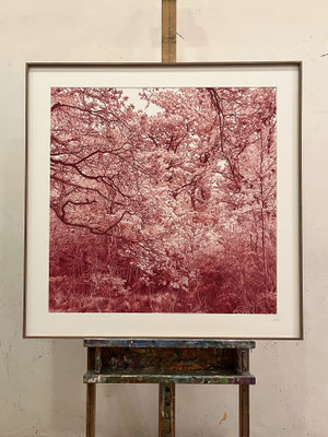 "Berenjena Carmesí". 76 x 76 cm./ 91,3 x 91,3 cm framed. Color pencil on paper glued to aluminium dibond 