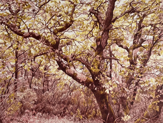 "Ochre and Sienna". 33 x 25 cm. / 49 x 41 cm. framed. Colored pencils on paper glued to aluminium dibond. Sold, private collection.