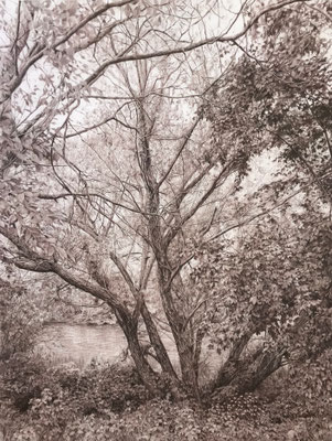 "Sepia". Colour pencils on paper glued to aluminium dibond. 80 x 60 cm. Sold. Private collection.