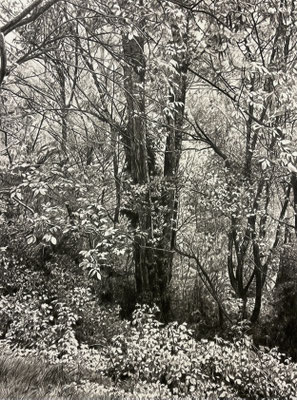 “Lápiz#16". 58 x 43 cm / 73 x 59 cm con marco. Color  pencil on papel glued to aluminium dibond. Sold, private collection.