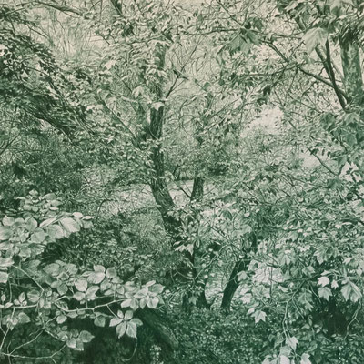 Juniper Green. Colour pencil on paper glued to aluminum dibond. 44 x 44 cm. Sold. Private collection.