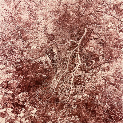 "Laca Carmín". 100 x 100 cm/ 118’5 x 118,5 cm framed. Color pencil on paper glued to aluminium dibond.Sold, private collection.