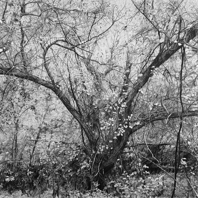 Lápiz#1. Black pencil on paper glued to aluminium dibond. 100 x 100 cm. Sold. Private collection.