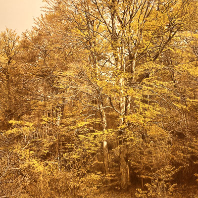 "Ochre, Umber, Yellow". 90 x 90 cm./ 120 x 120 cm. framed.Colored pencils on paper glued to aluminum dibond.