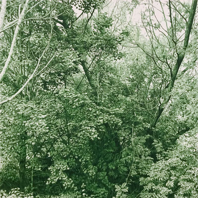 "Pine Green". 80 x 80 cm./ 110 x 110 cm. framed. Colored pencil on paper glued to aluminium dibond. Sold, private collection.