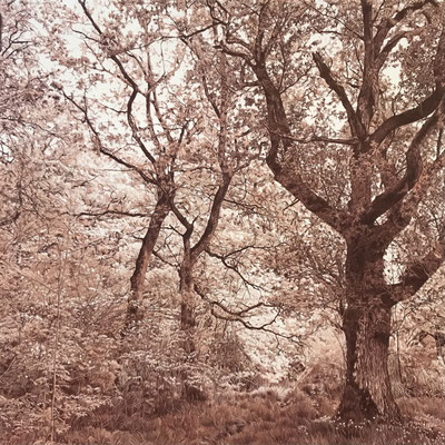 "Terre Chaude". Orgi. 90 x 90 cm. Colour pencils on paper glued to aluminium dibond. Sold. Private collection. 