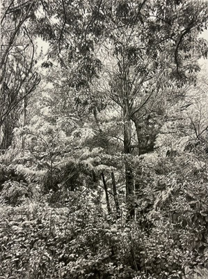 “Lápiz#15”.  58 x 43 cm / 73 x 59 cm con marco. Color  pencil on papel glued to aluminium dibond. Sold, private collection.