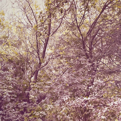 "Aubergine and Yellow". 60 x 60 cm / 75,5x 75,5 cm framed. Color pencils on paper glued to aluminium dibond. Sold, private collection.