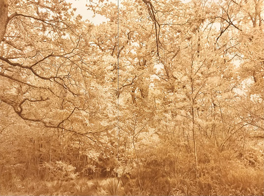 "Brown Ochre, Diptych". 200 x 150 cm. Colored pencils on paper glued to aluminum dibond.