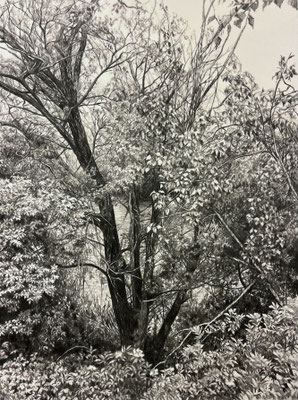 "Lápiz#17". 50 x 37,5 cm. / 65 x 52,5 cm. framed. Black pencil on paper glued to aluminium dibond. Sold, private collection.