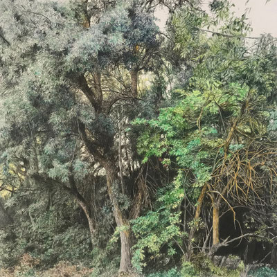 Colour Pencil on paper. 41 x 41 cm. Sold. Private collection.