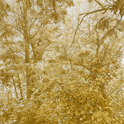 "Green Ochre II". 60 x 60 cm./ 75,5x 75,5 cm. framed. Color pencil on paper glued to aluminium dibond.