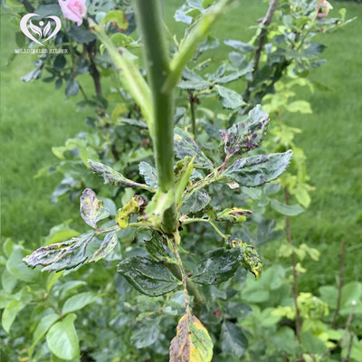 Von Läusen befallene Rose