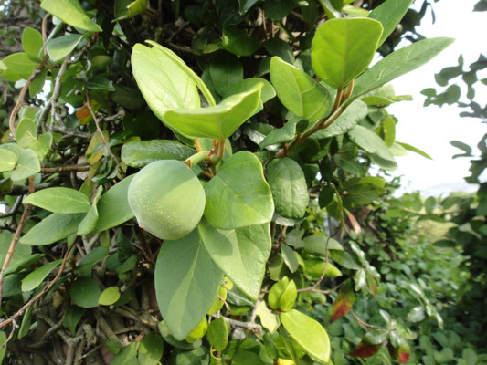 たまに見かけた南国風の植物。なんだろう？